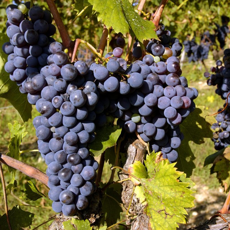 Italian Sangiovese Grapes Ready for Picking