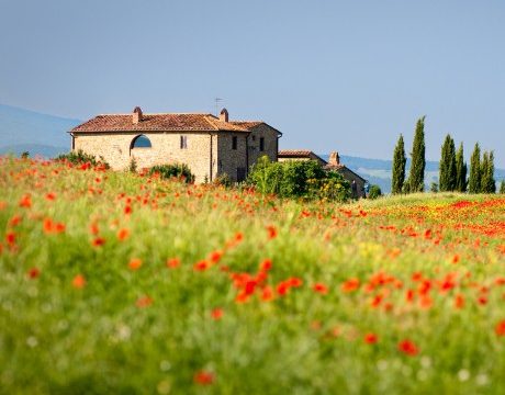 bigstock-Tuscan-red-poppies-21206267 3